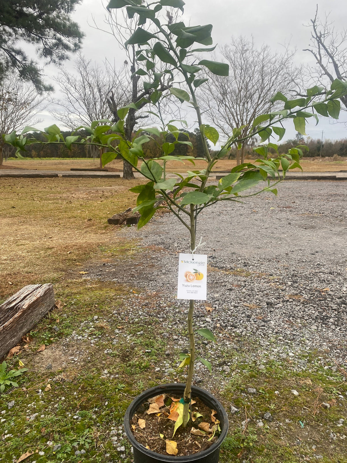 3 Gal. Yuzu Lemon Tree