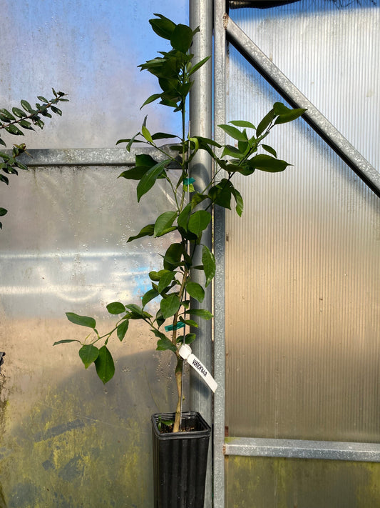 Valencia Orange Tree