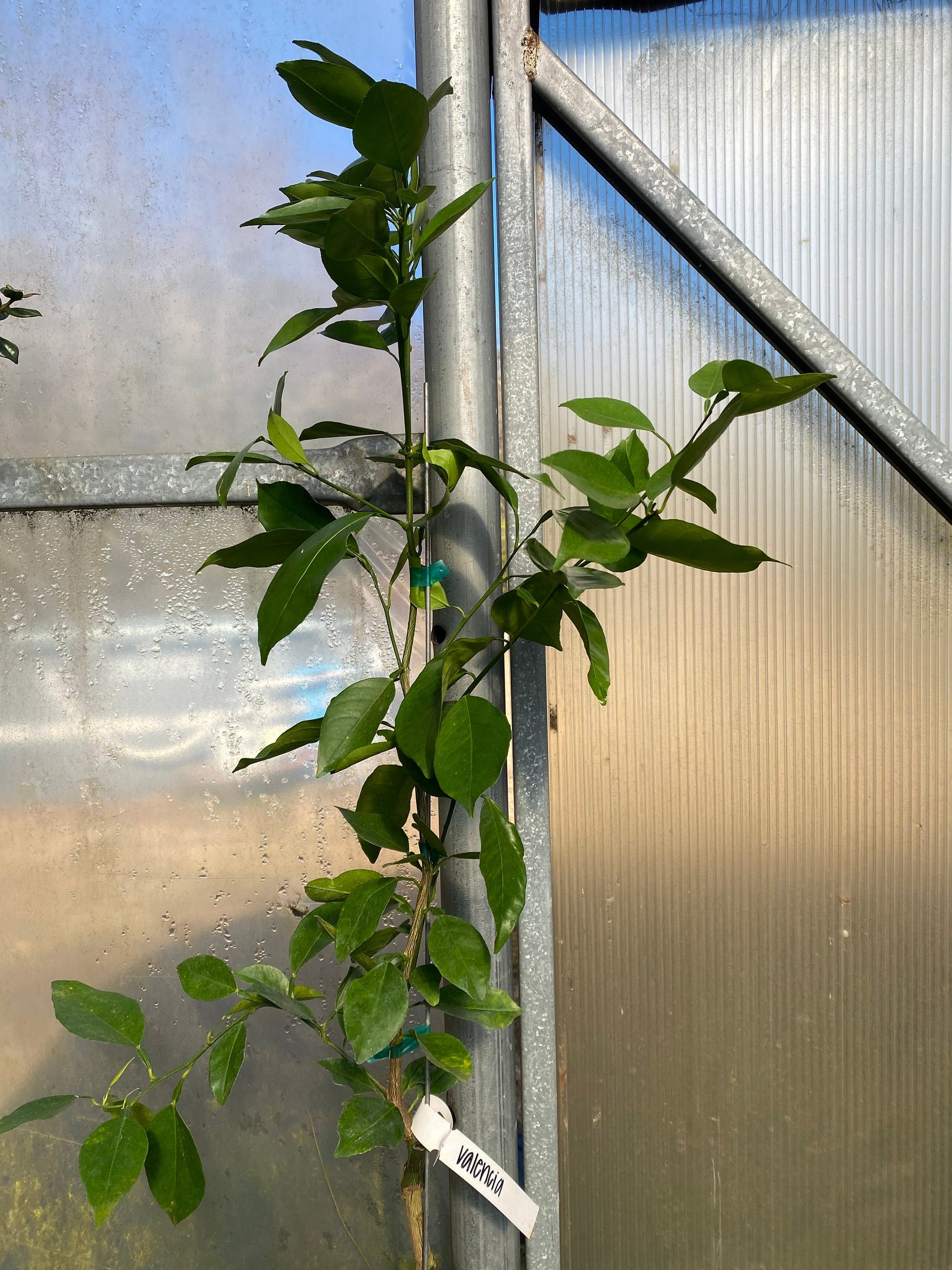 Valencia Orange Tree