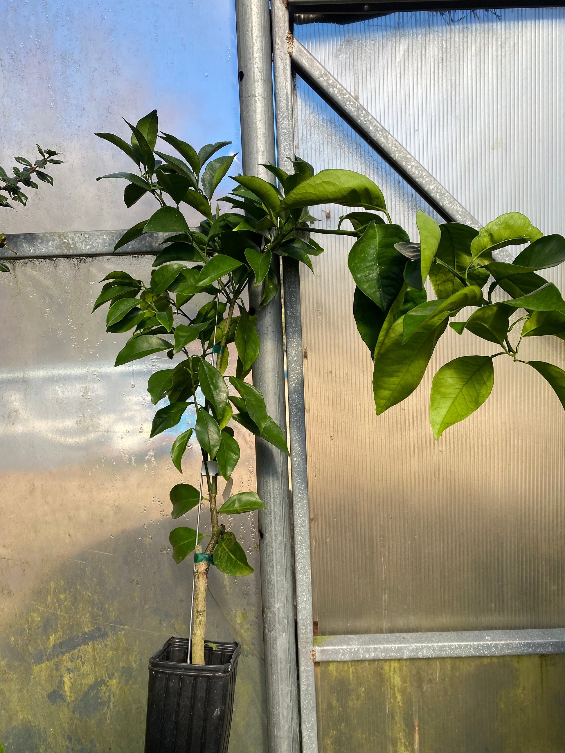 China 2 Mandarin Orange Tree