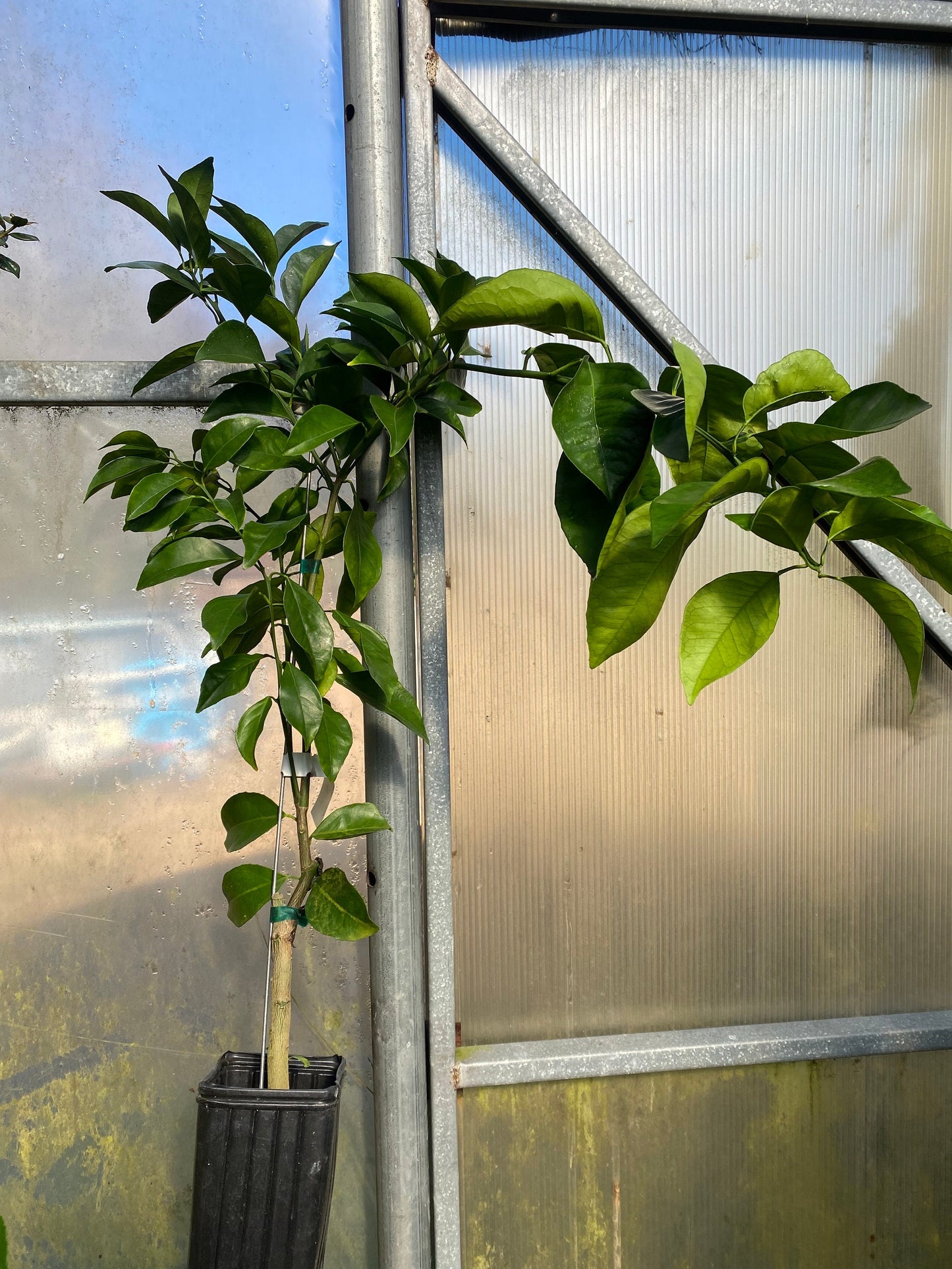 China 2 Mandarin Orange Tree