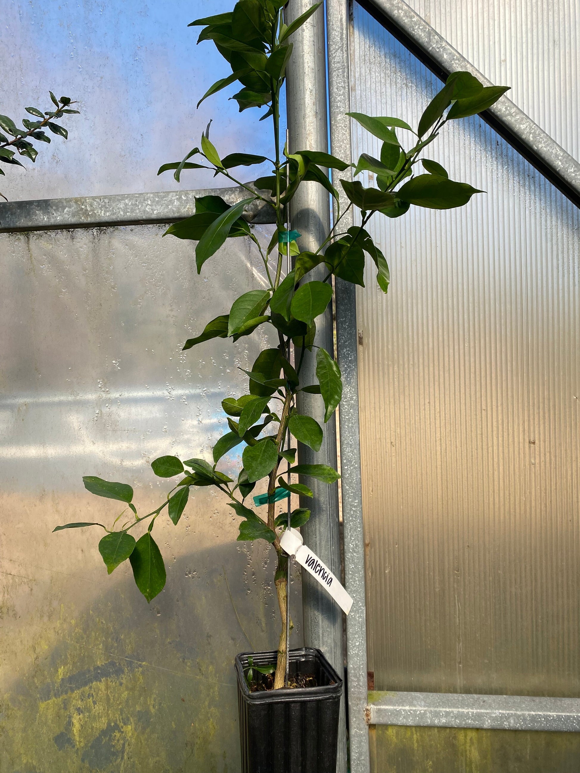 Valencia Orange Tree