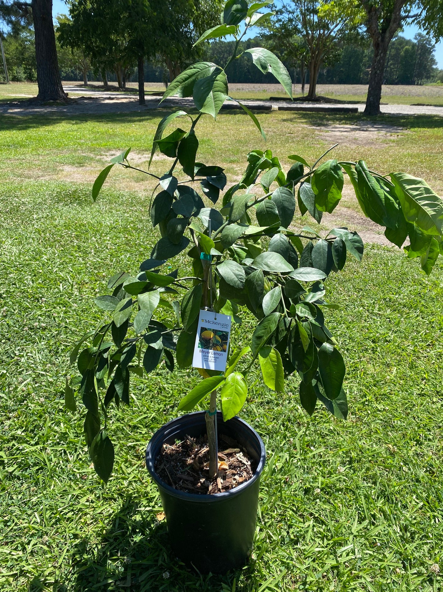 3 Gal. Meyer Lemon