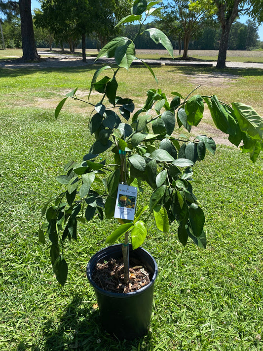 3 Gal. Meyer Lemon