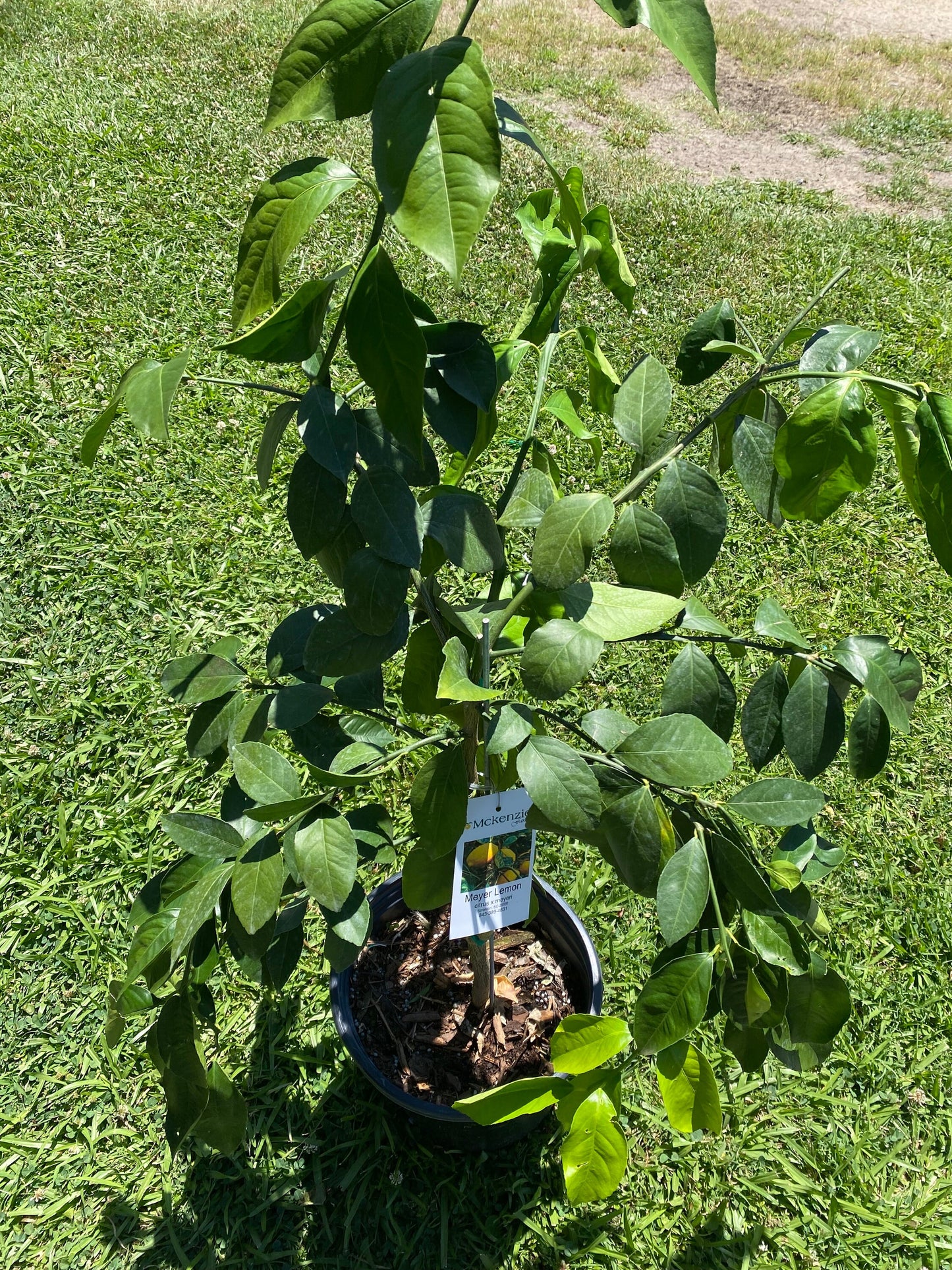 3 Gal. Meyer Lemon