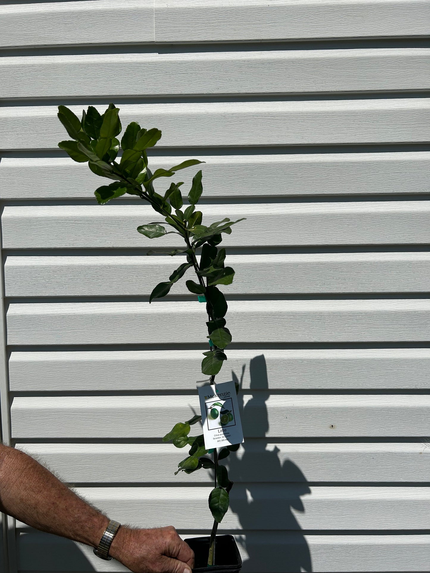 1 Gallon Kaffir Lime