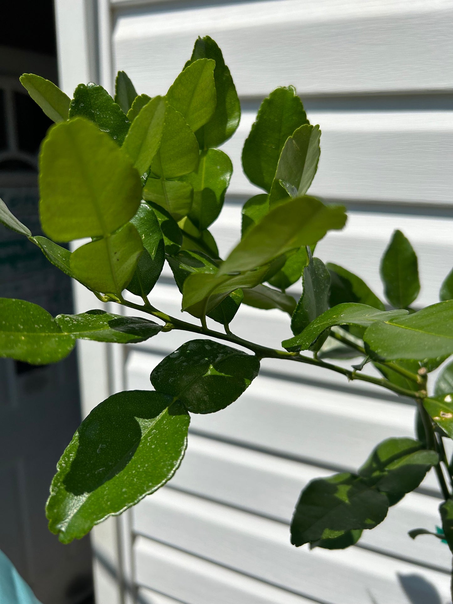 1 Gallon Kaffir Lime