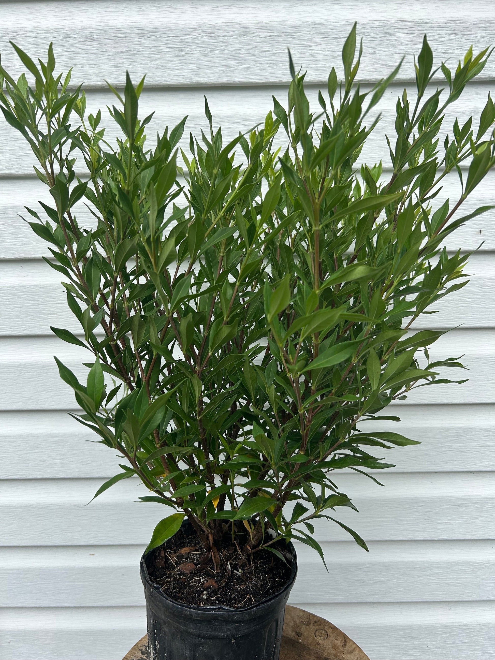 Frostproof Gardenia Shrub: Fragrant White Flowers