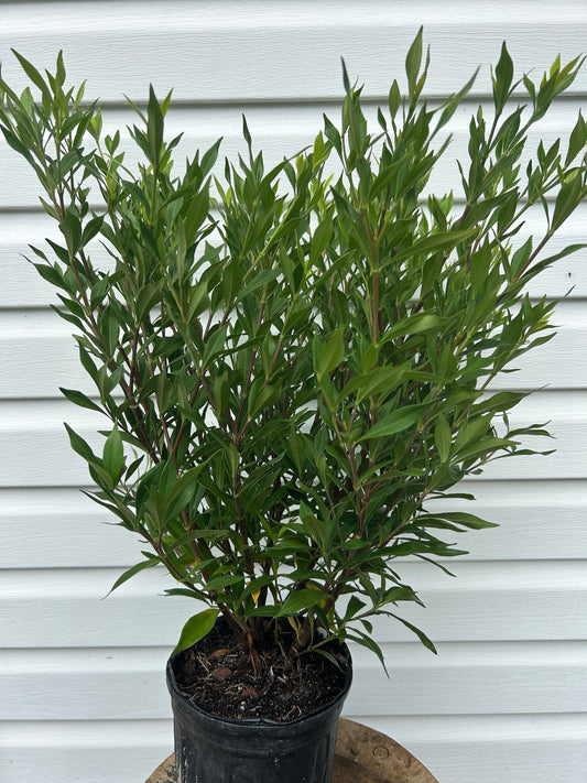 Frostproof Gardenia Shrub: Fragrant White Flowers