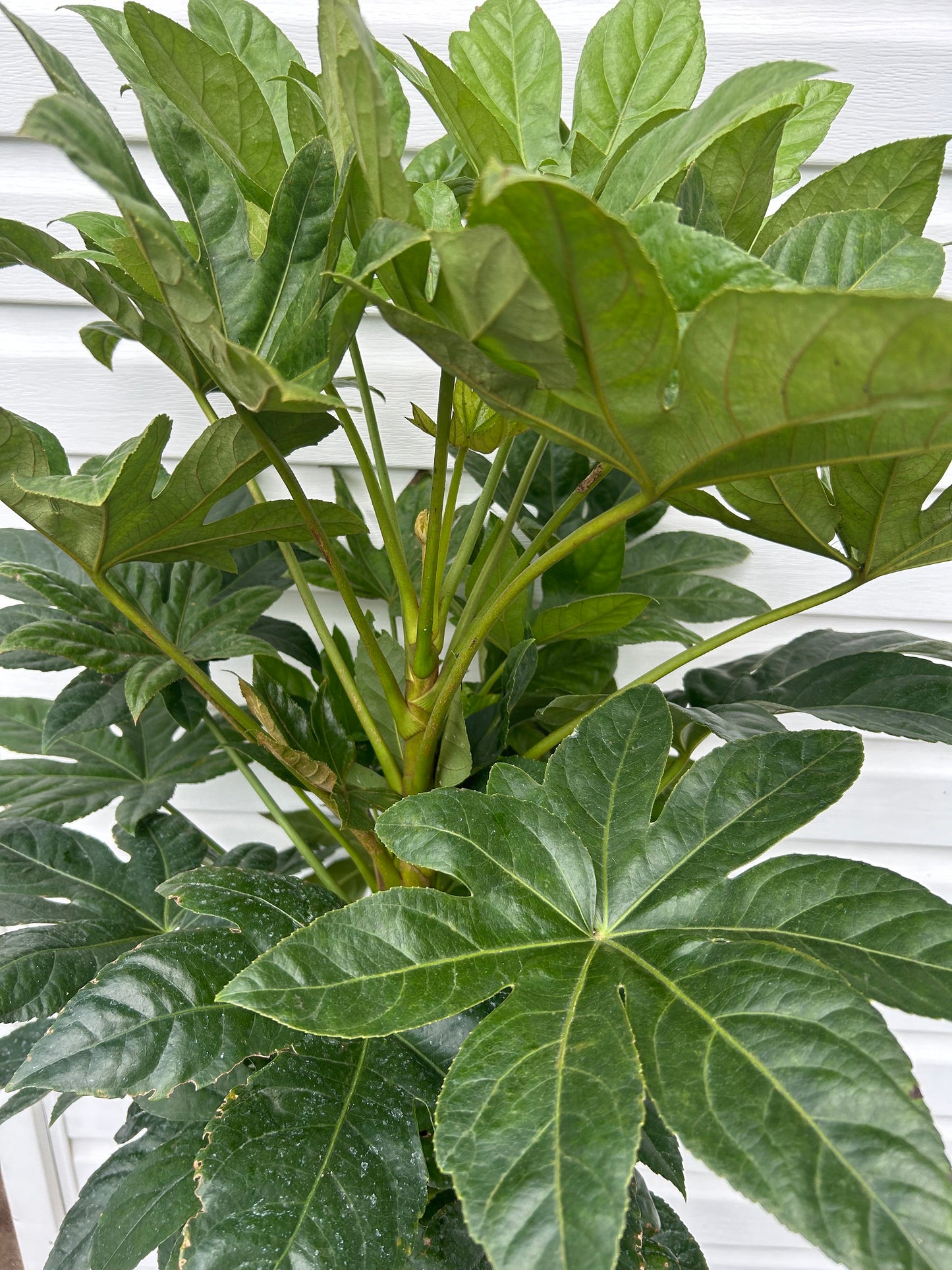 3 Gal. Fatsia Japonica