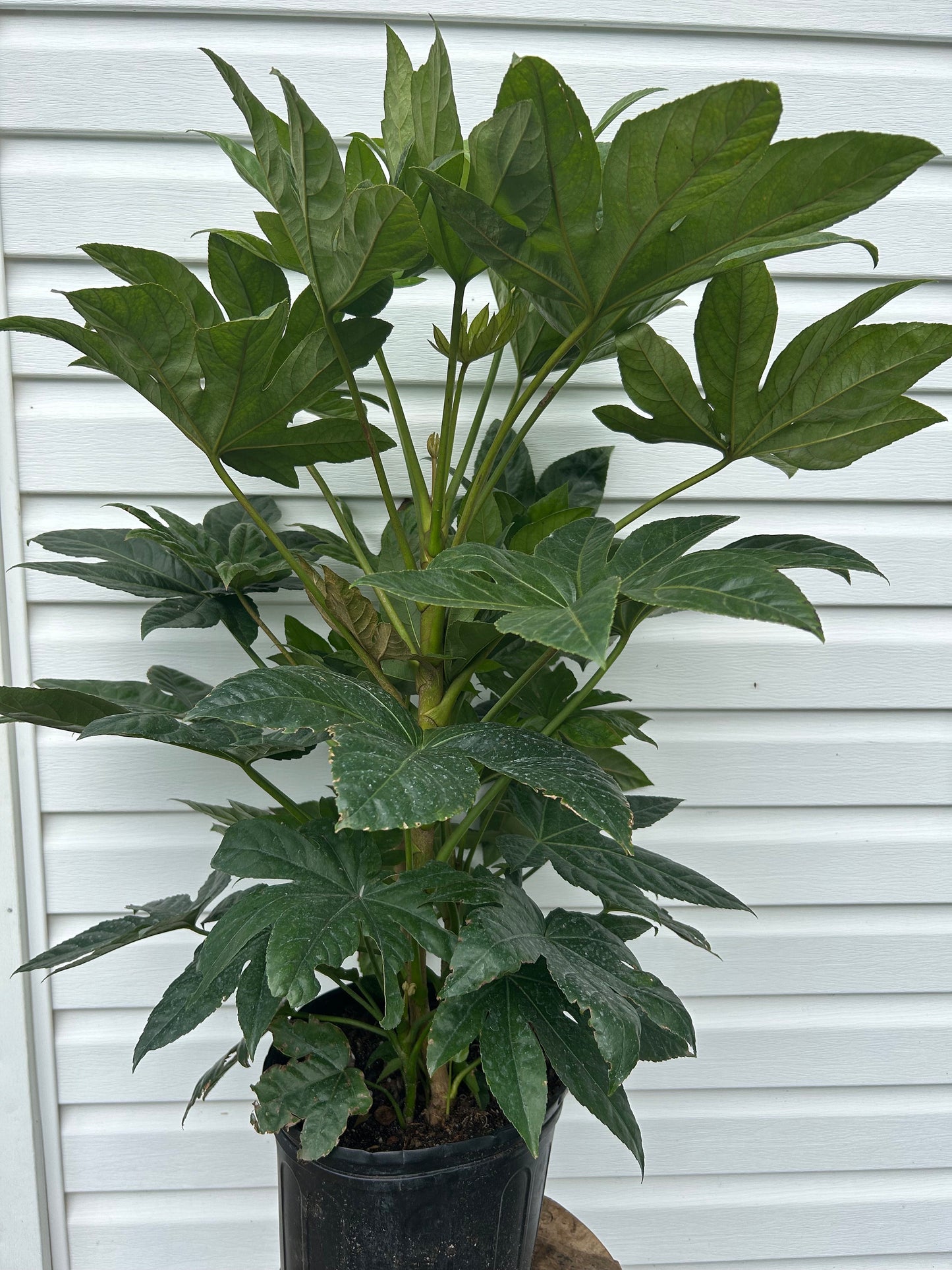 3 Gal. Fatsia Japonica