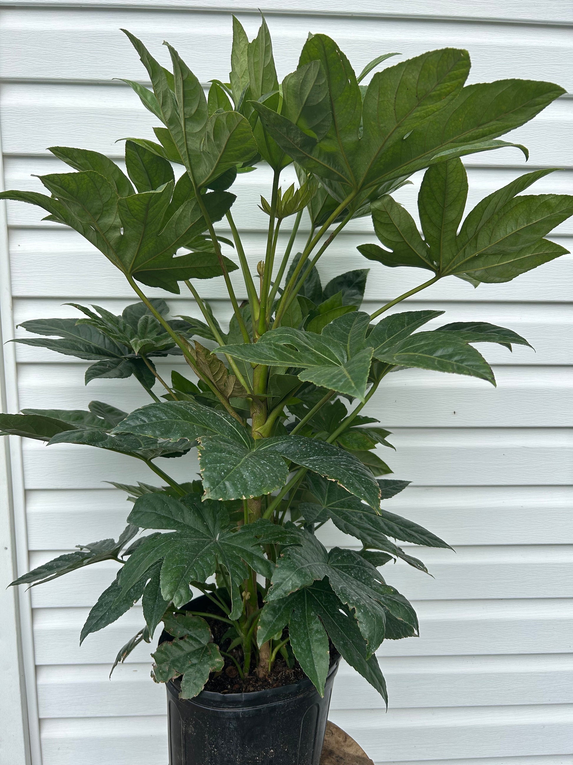 3 Gal. Fatsia Japonica