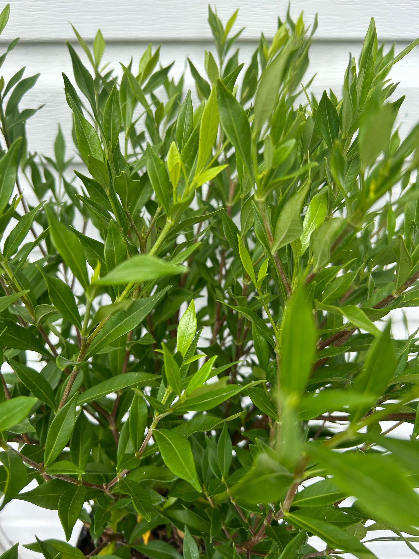 Frostproof Gardenia Shrub: Fragrant White Flowers