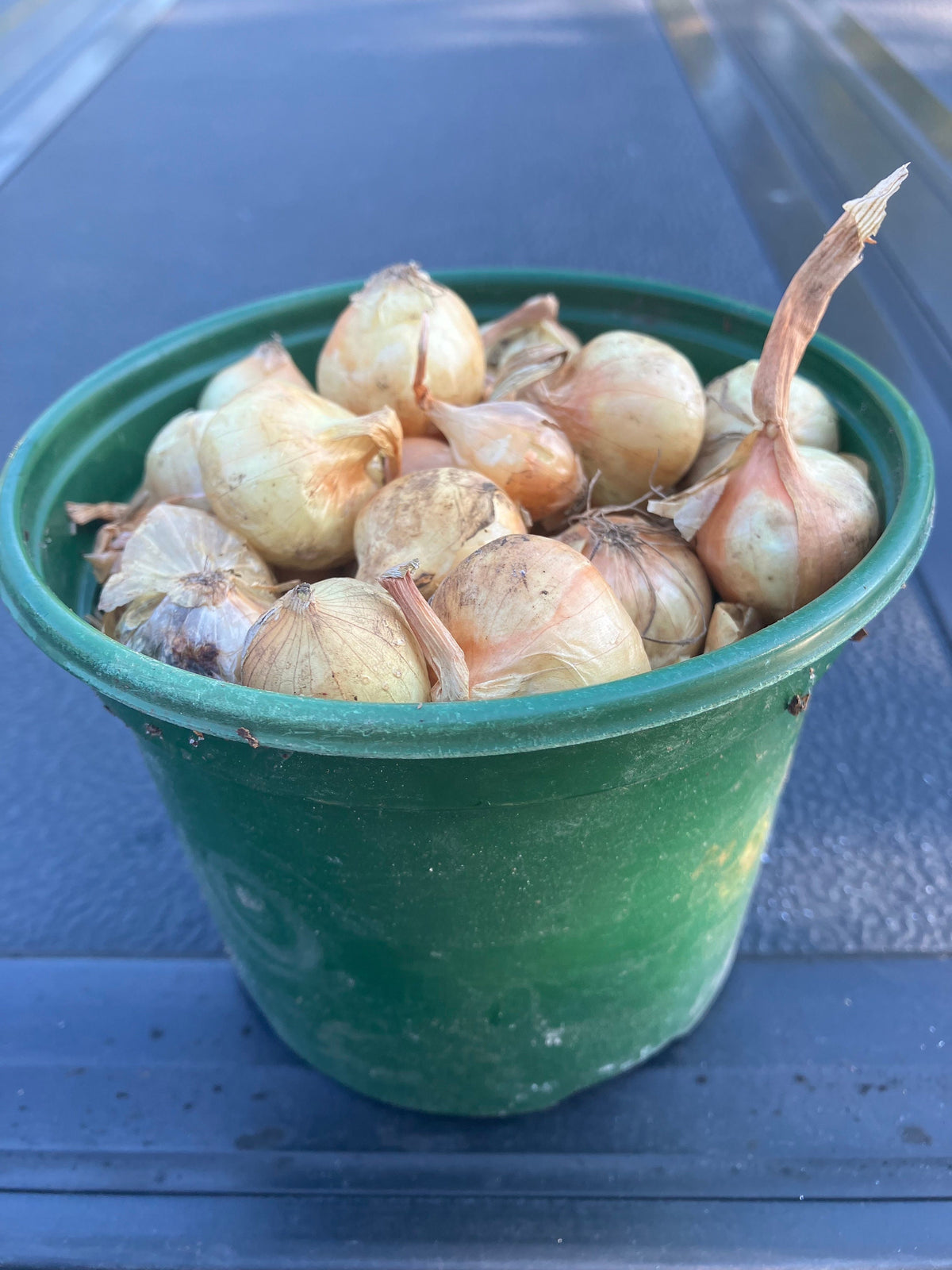 Vidalia Type Sweet Onion Bulbs