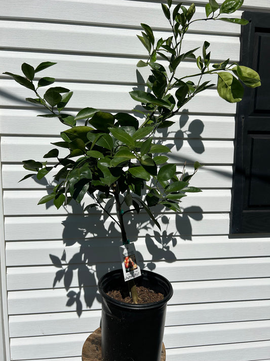 3 Gal. Bearing Size Washington Navel Orange Tree