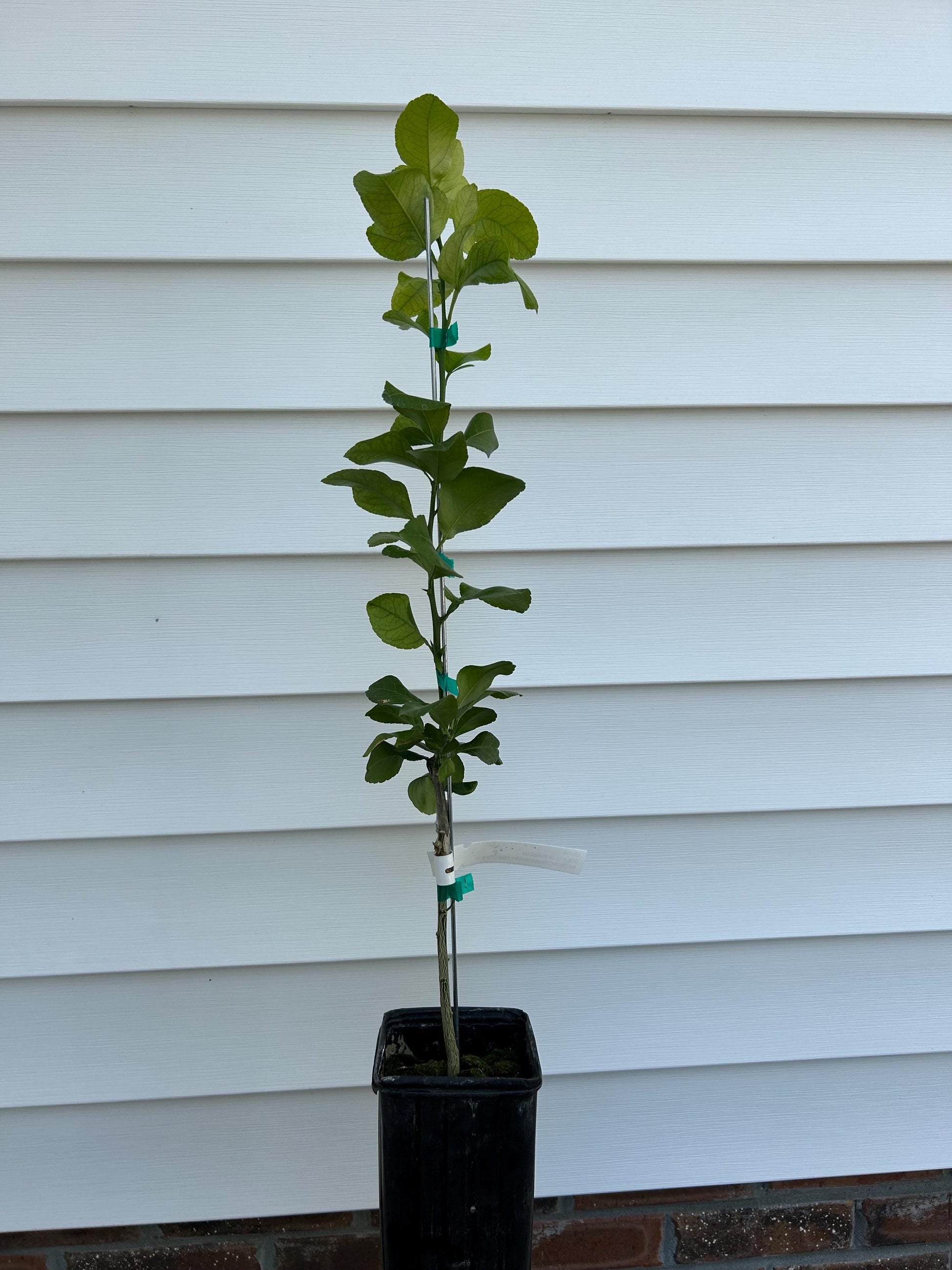 US 119 Citrange Orange Tree