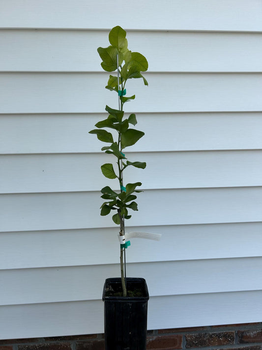 US 119 Citrange Orange Tree