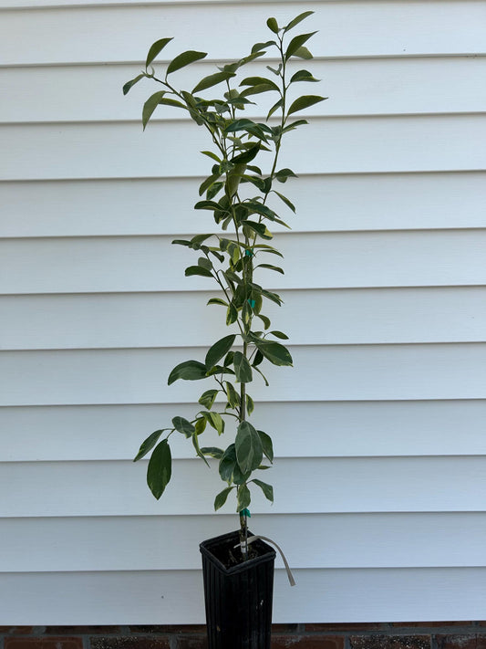 Variegated Centennial Kumquat Tree