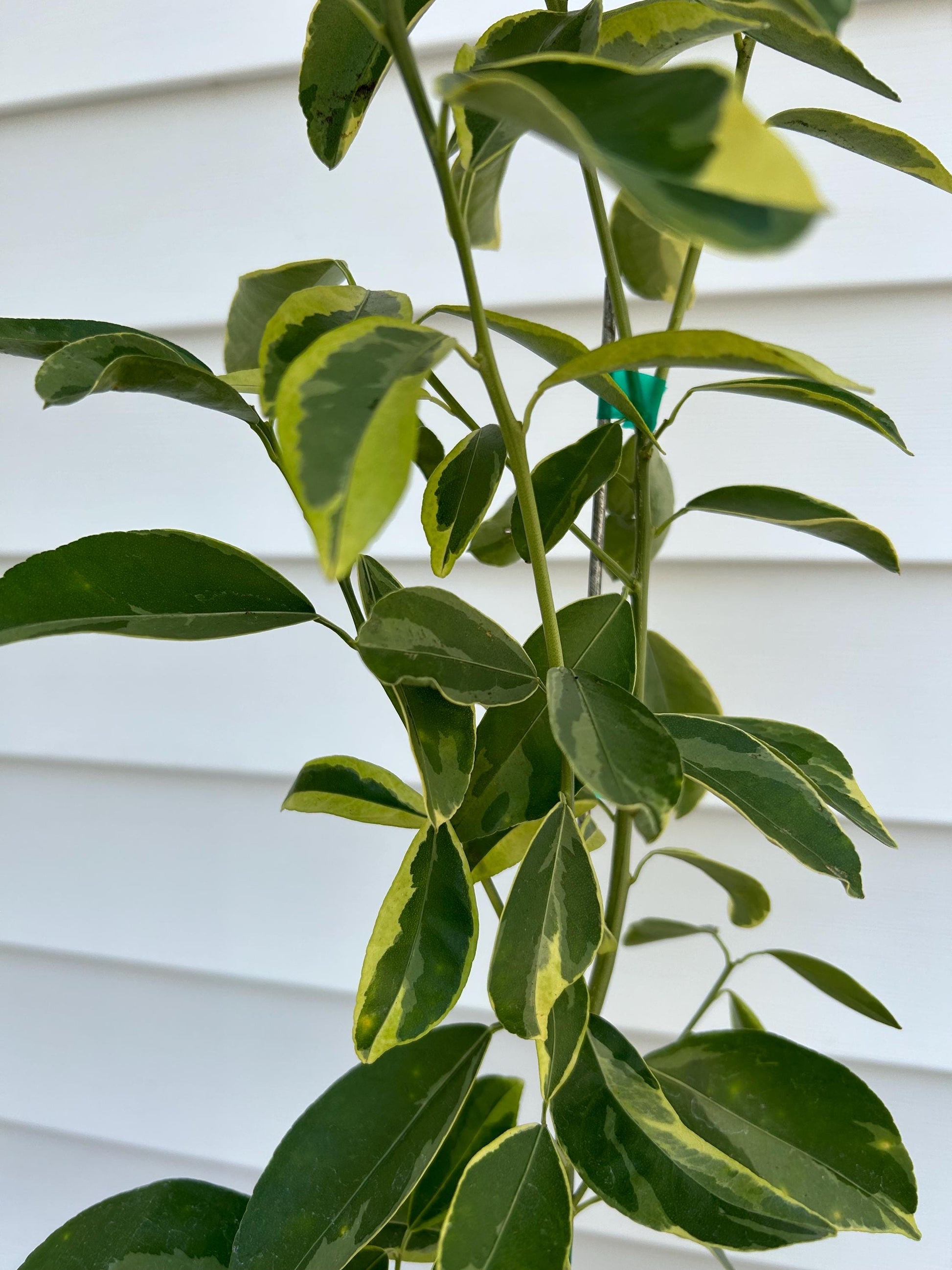 Variegated Centennial Kumquat Tree