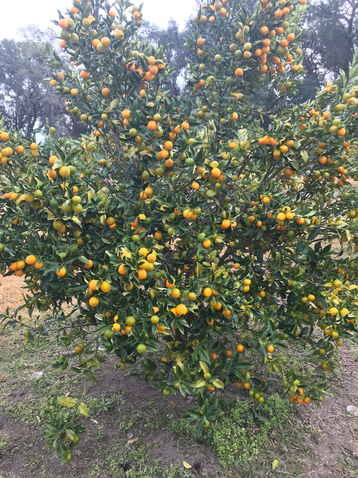 3 Gallon Owari Satsuma Tree
