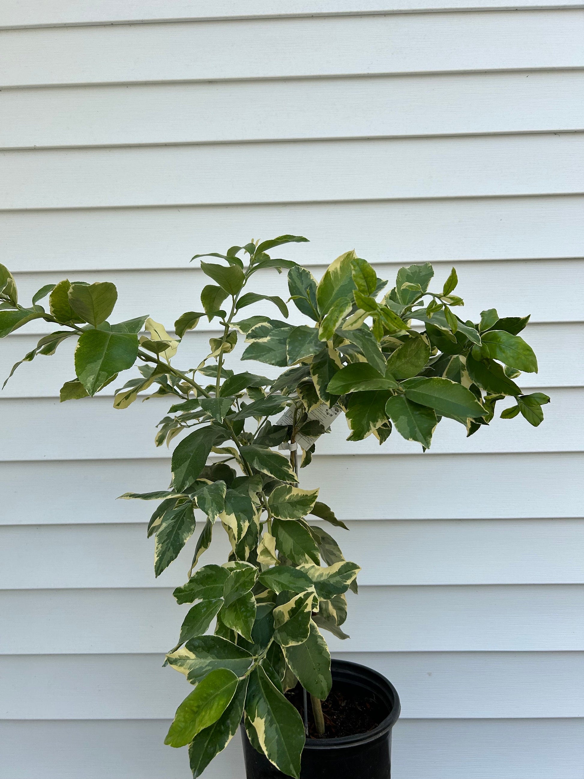 3 Gal. Grafted Pink Lemon Tree