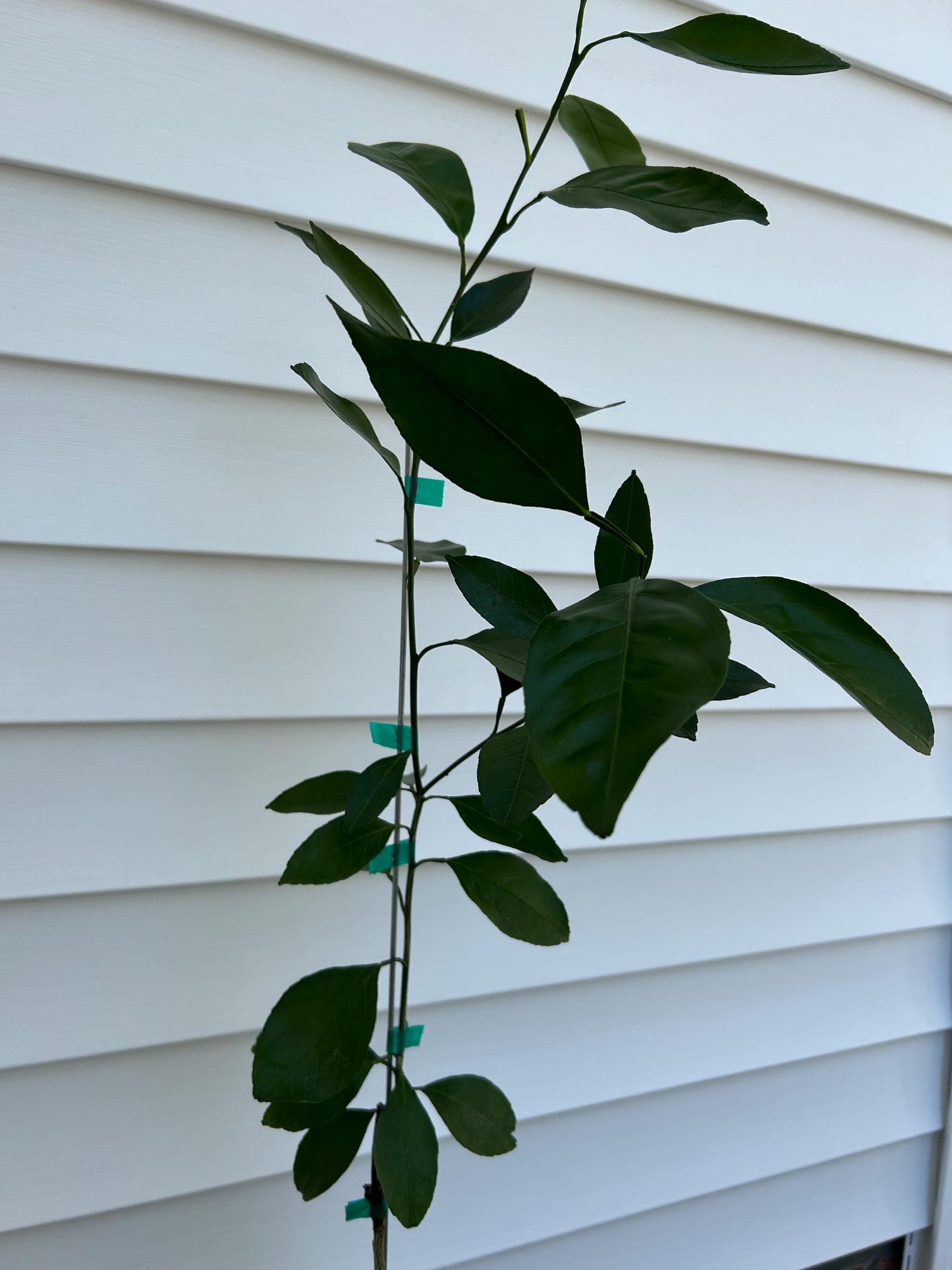1 Gallon Kimbrough Satsuma Mandarin Tree