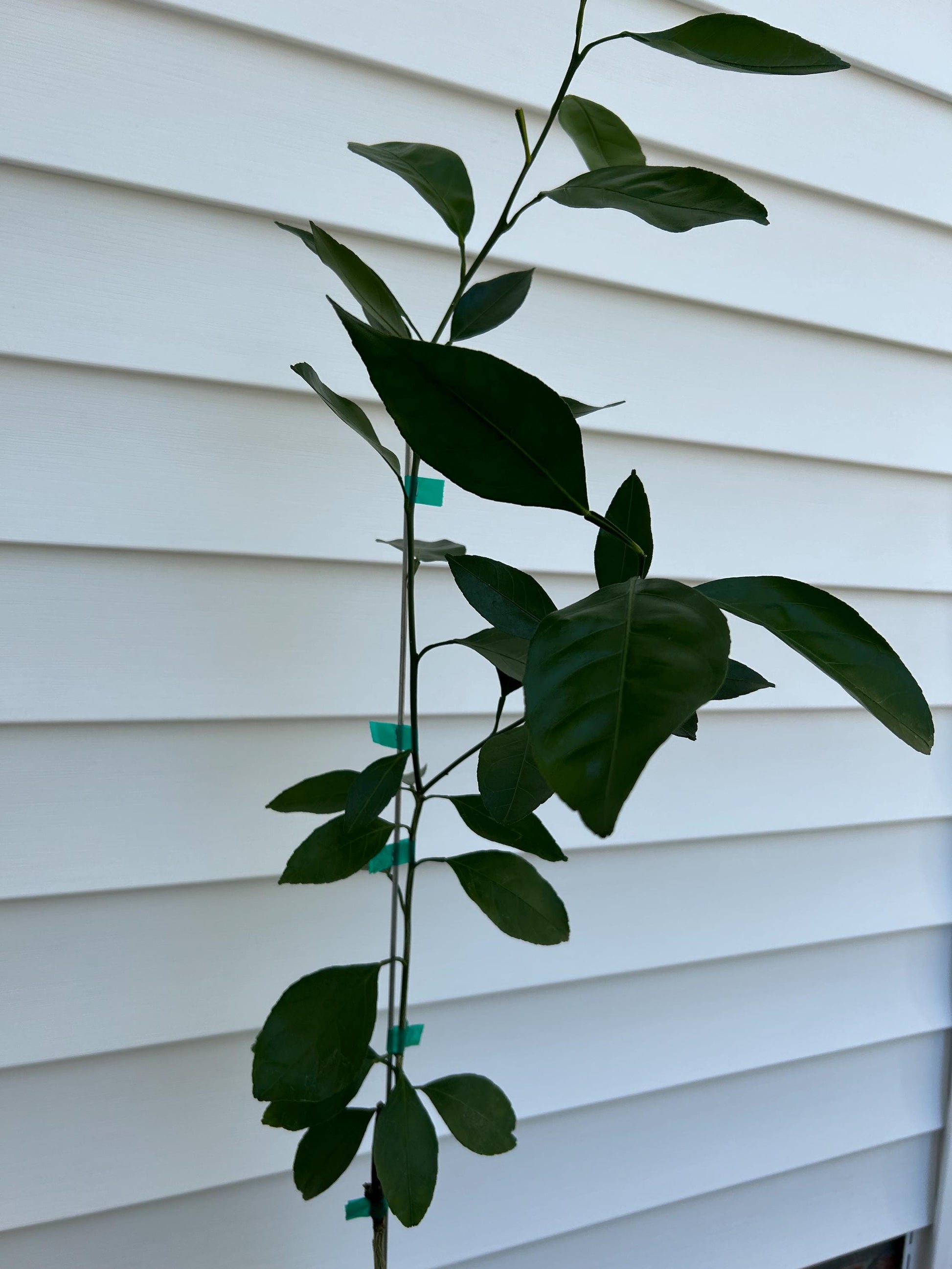 1 Gallon Kimbrough Satsuma Mandarin Tree