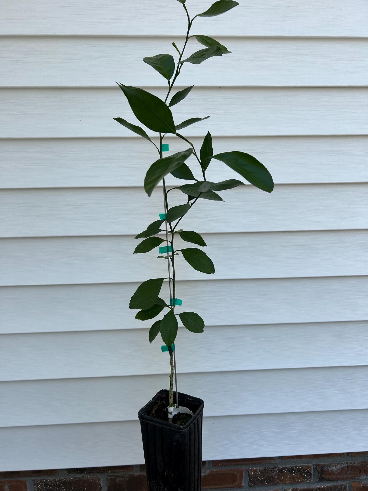 1 Gallon Kimbrough Satsuma Mandarin Tree