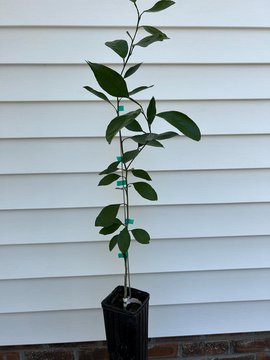 1 Gallon Kimbrough Satsuma Mandarin Tree