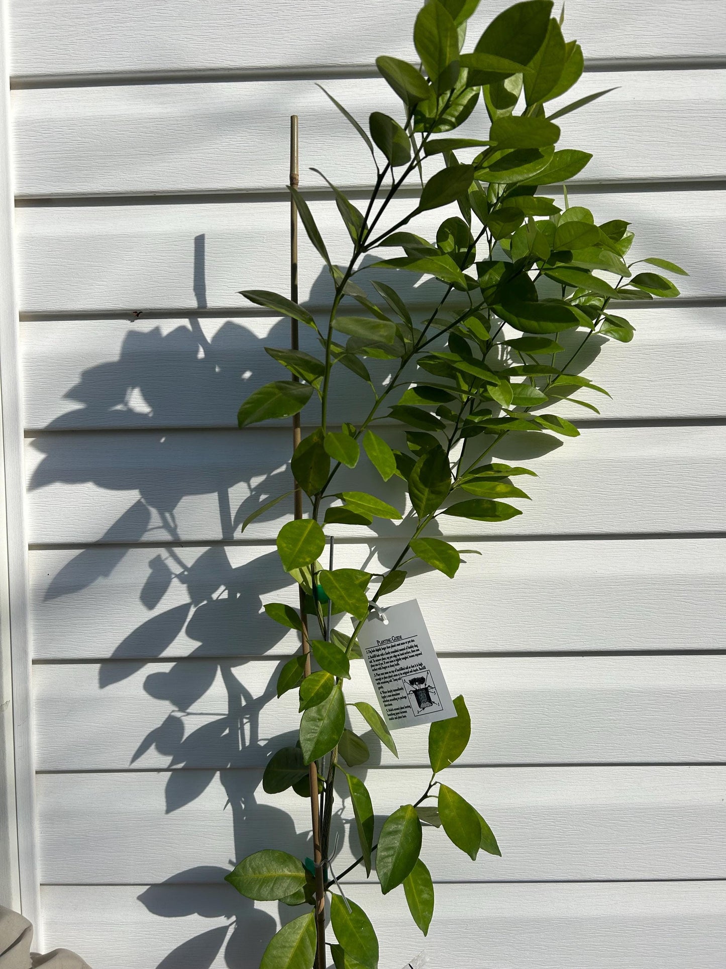 Calamondin Citrus Tree