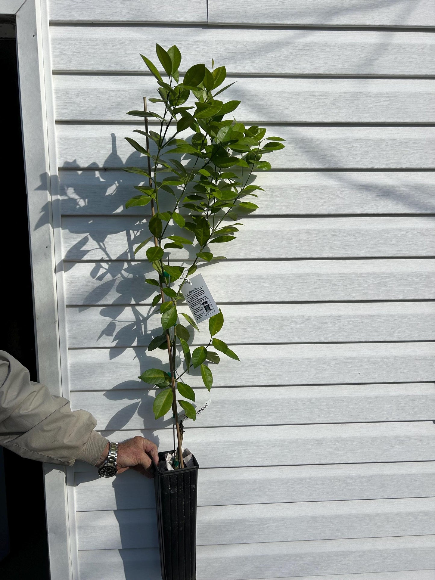 Calamondin Citrus Tree