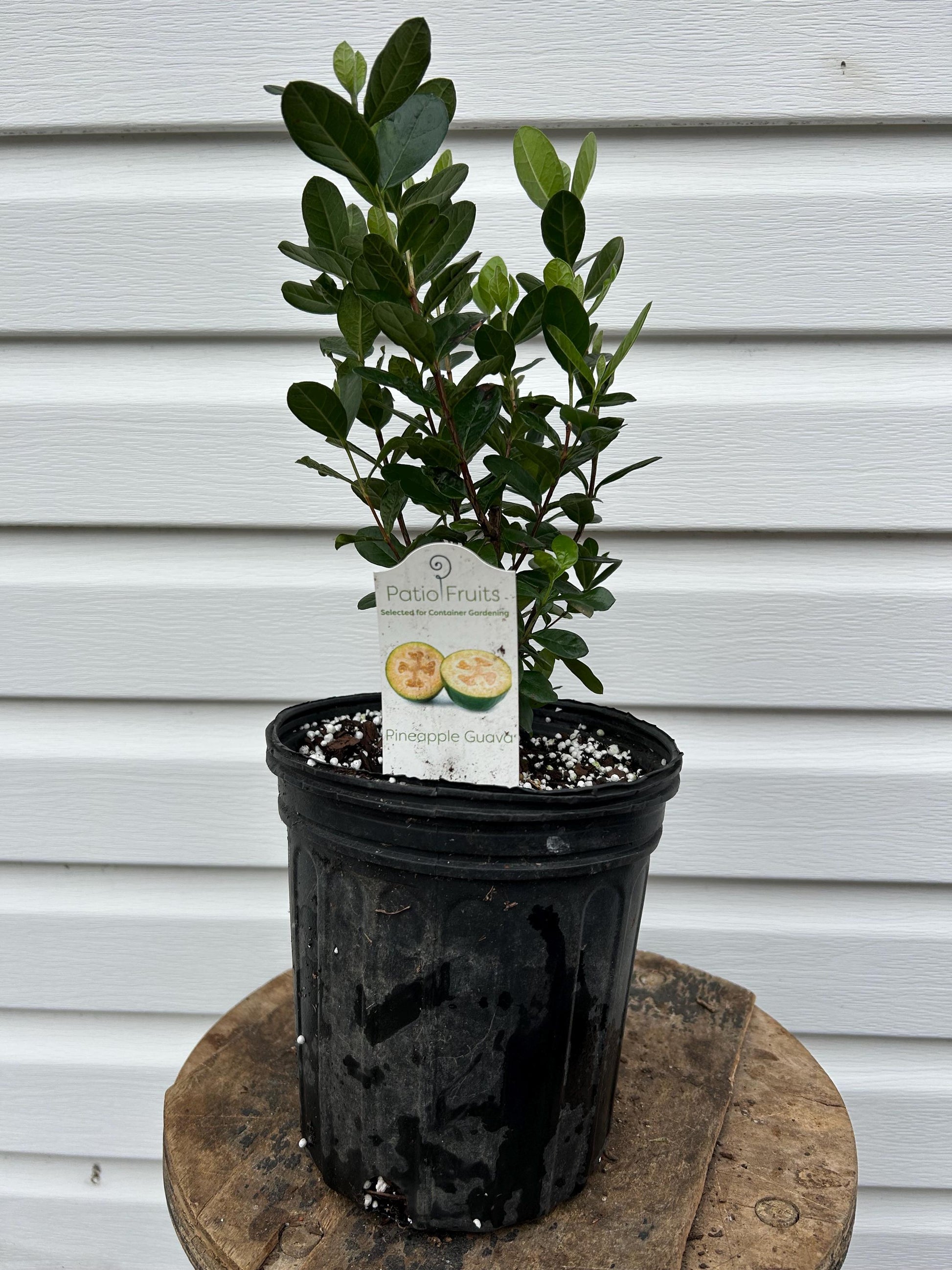 1 Gallon Pineapple Guava (Feijoa)