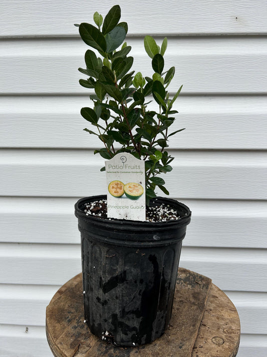 1 Gallon Pineapple Guava (Feijoa)