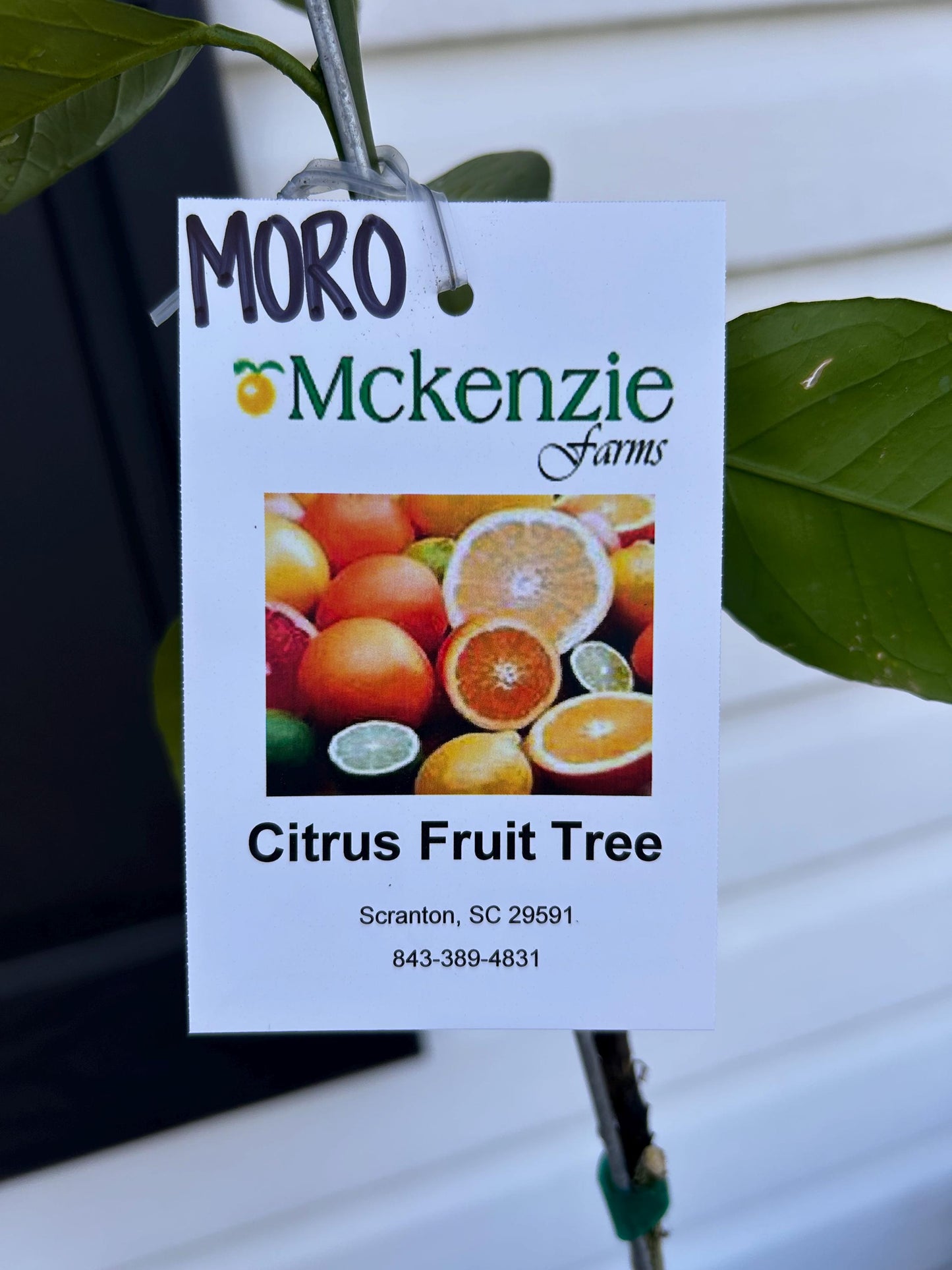 One Gallon Moro Blood Orange Tree