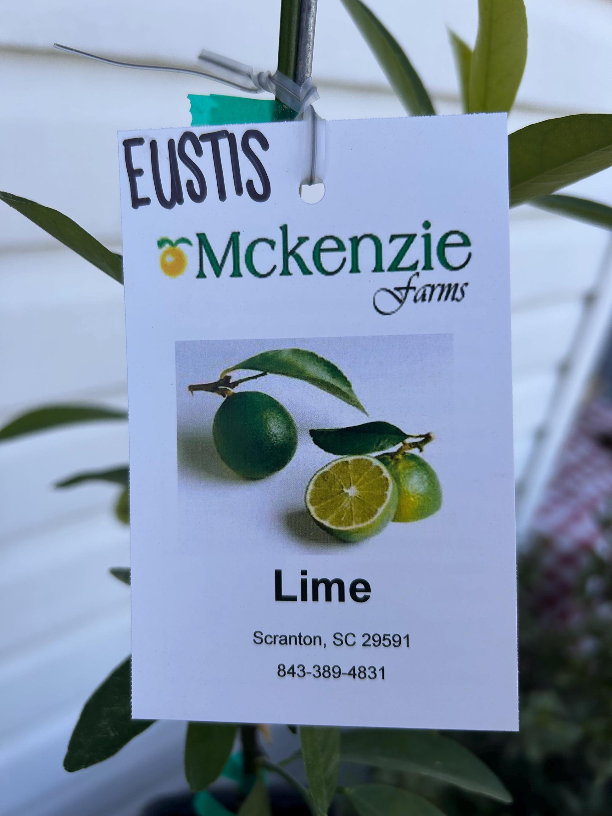 One Gallon Eustis Limequat