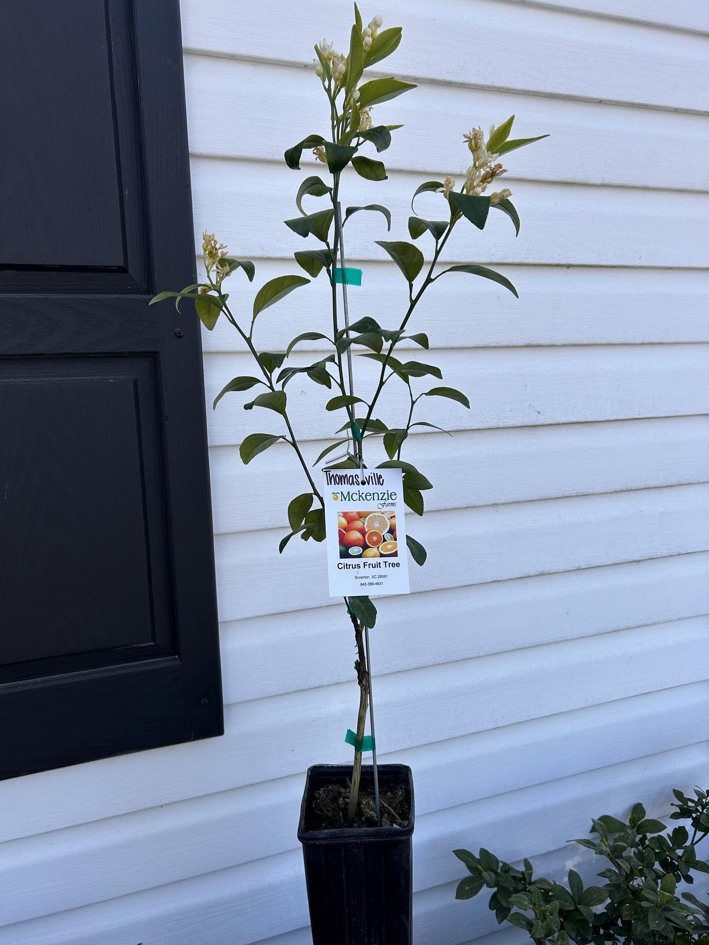 One Gallon Thomasville Citrangequat