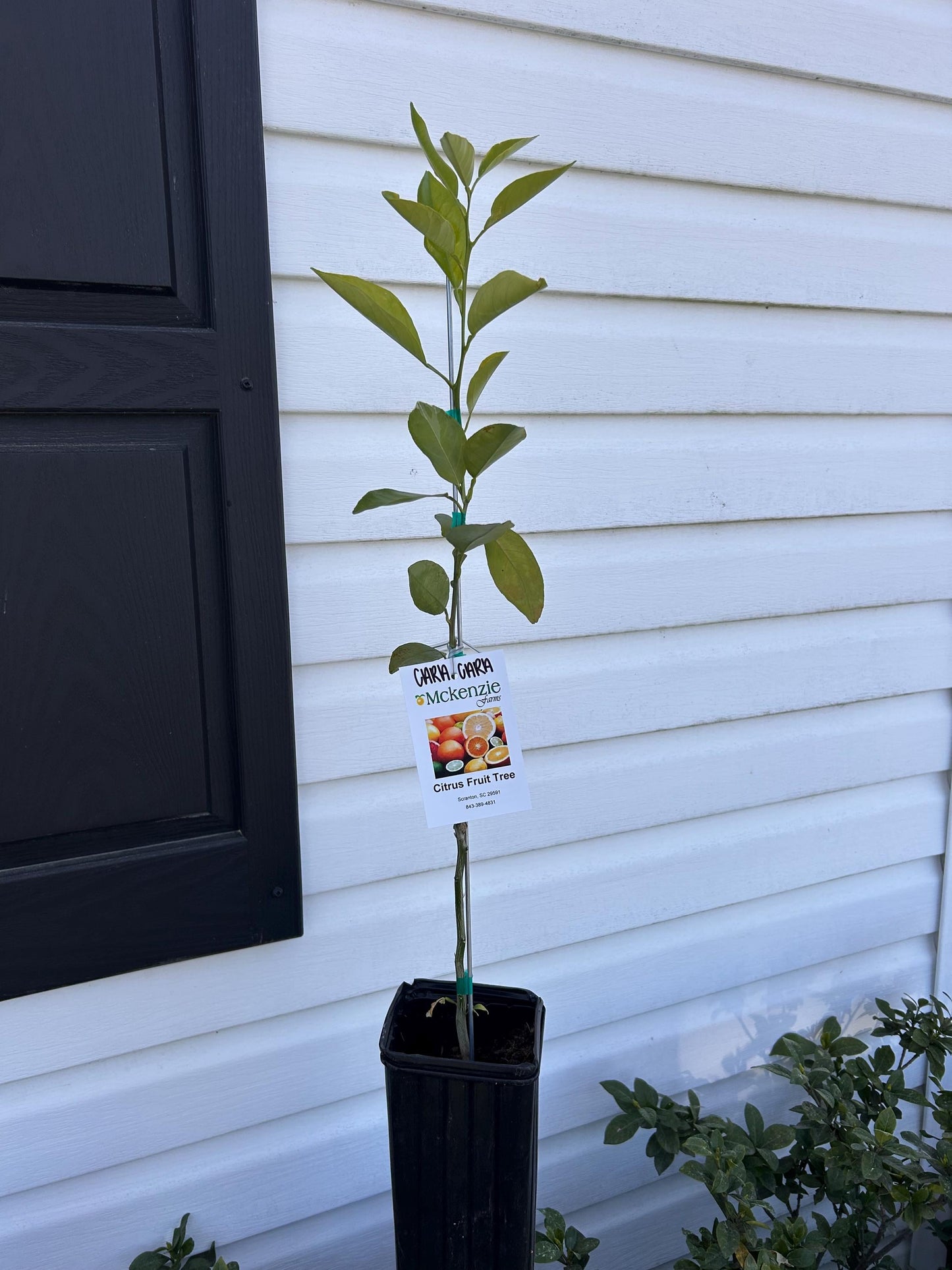 1 Gallon Cara Cara Red Navel