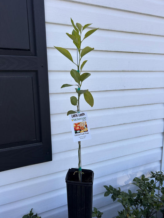 1 Gallon Cara Cara Red Navel