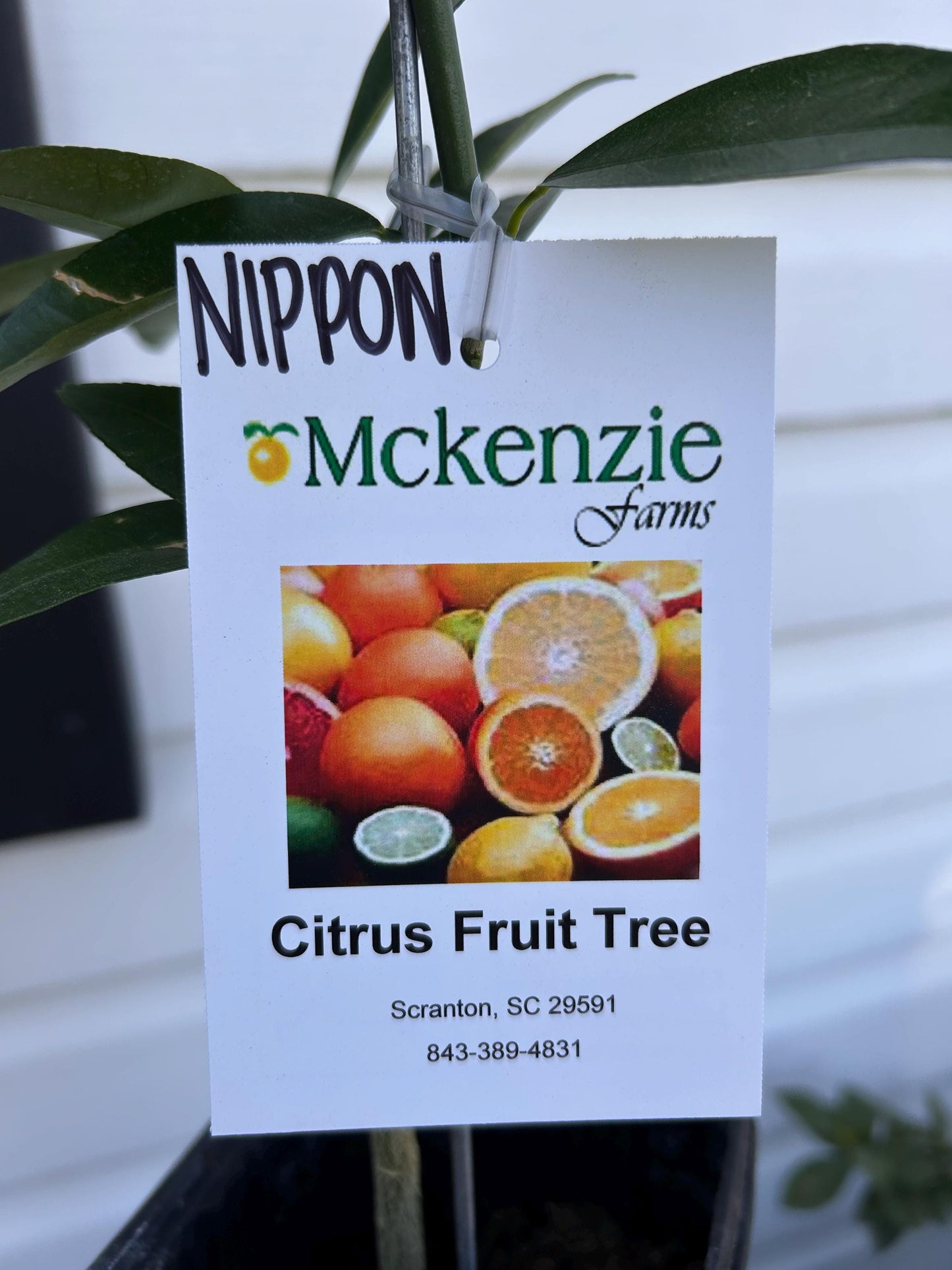1 Gallon Nippon Orangequat