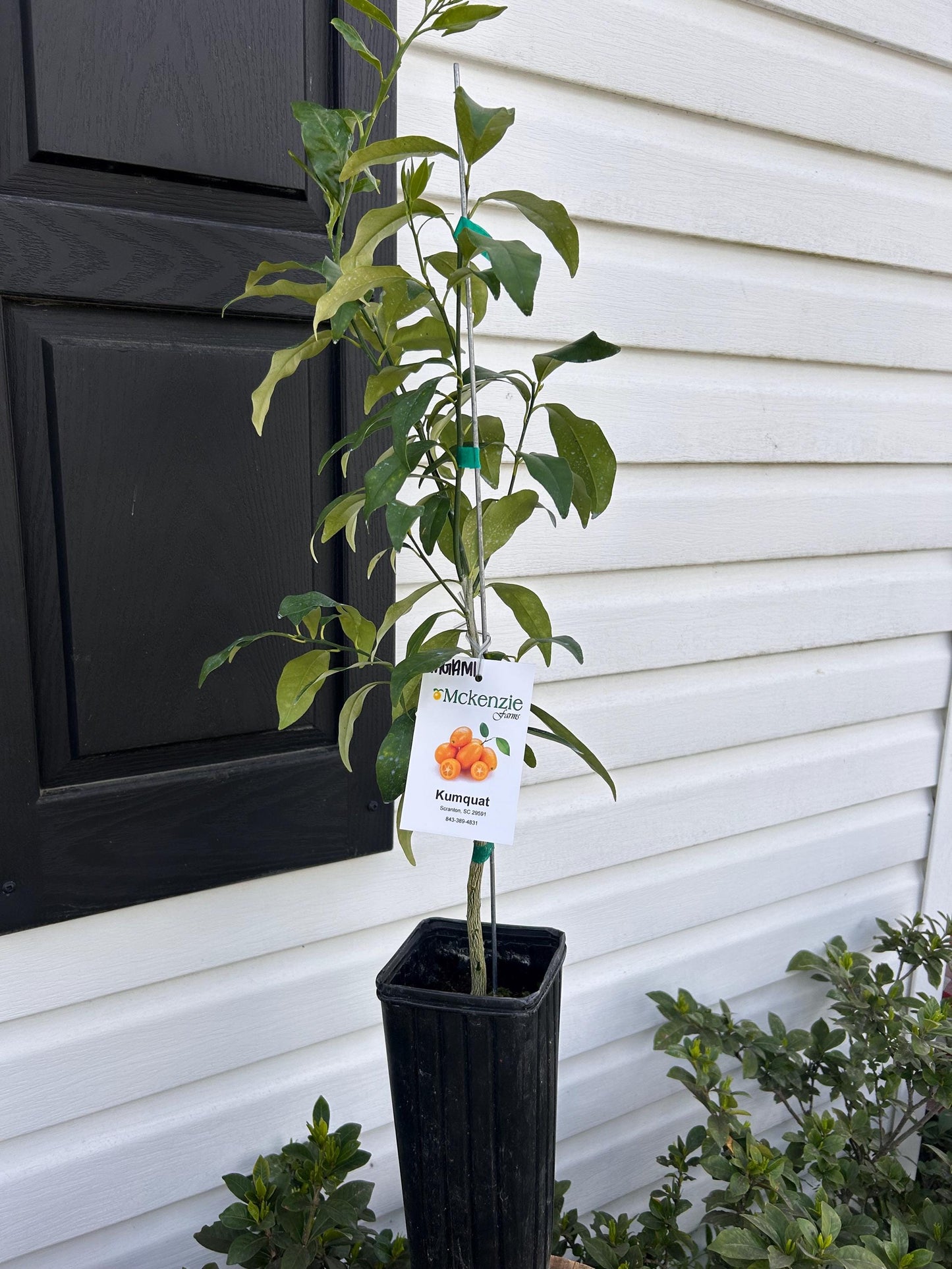 Nagami Kumquat Tree: Prolific Fruiting Plant