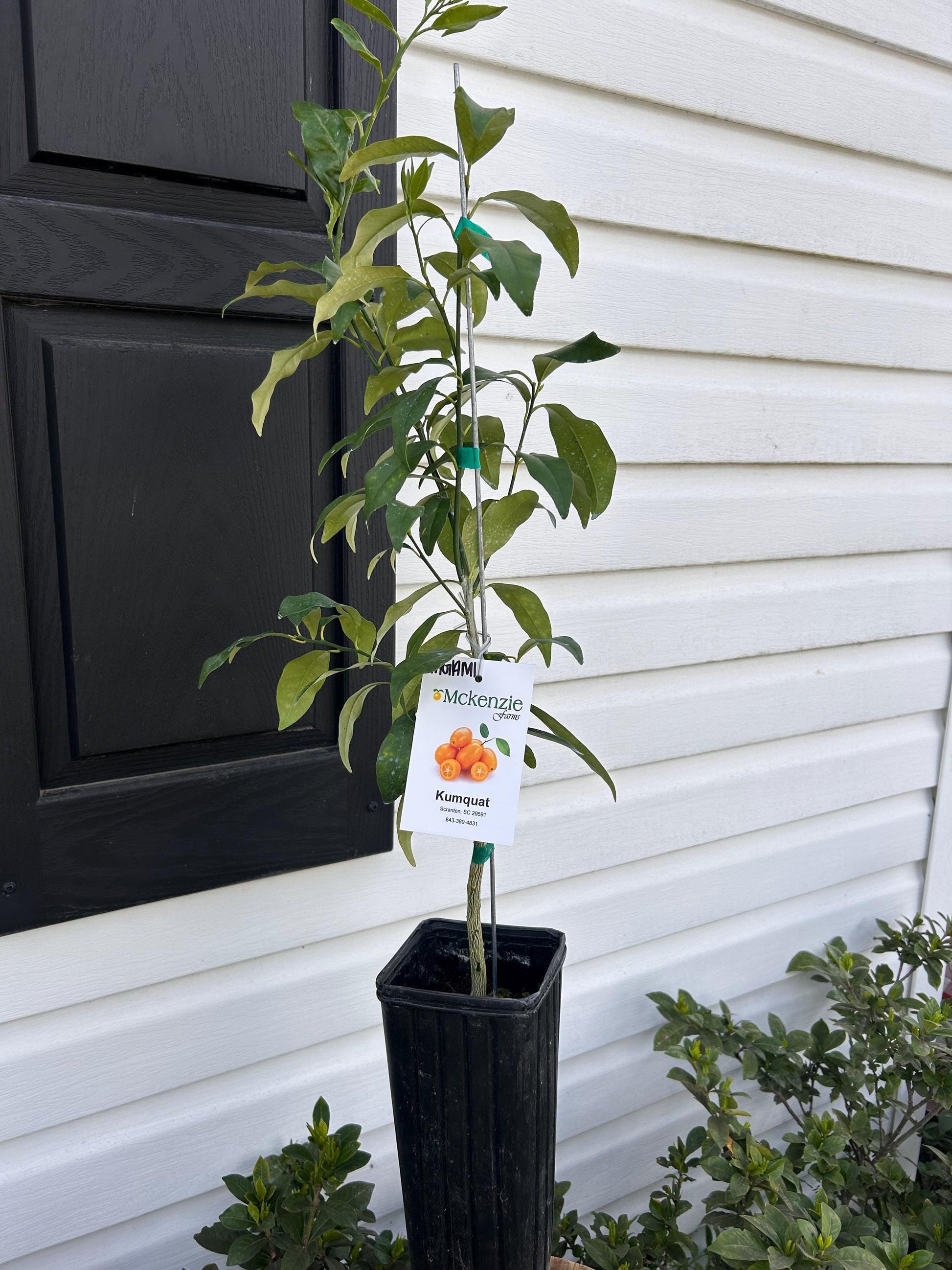 Nagami Kumquat Tree: Prolific Fruiting Plant