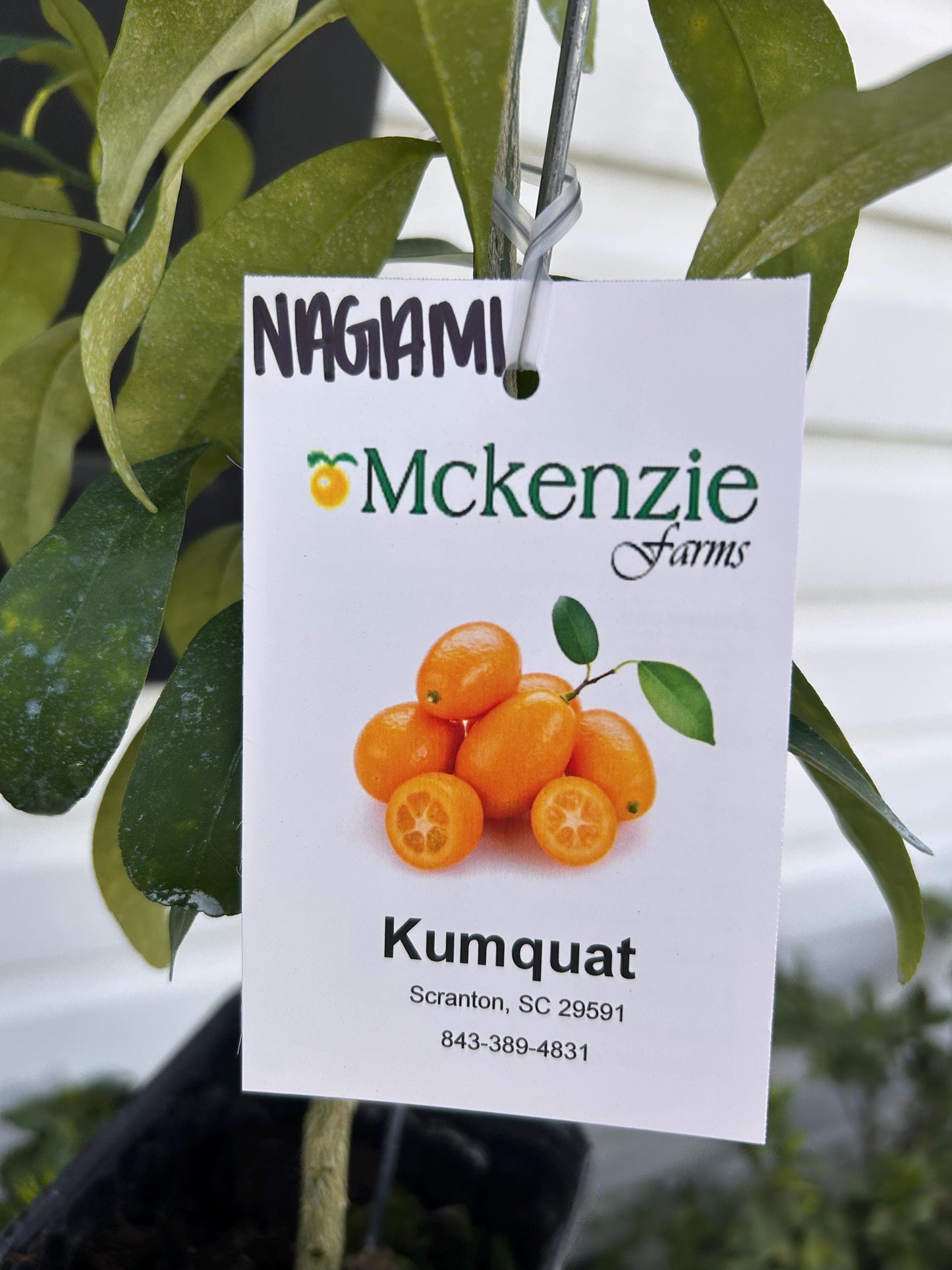 Nagami Kumquat Tree: Prolific Fruiting Plant