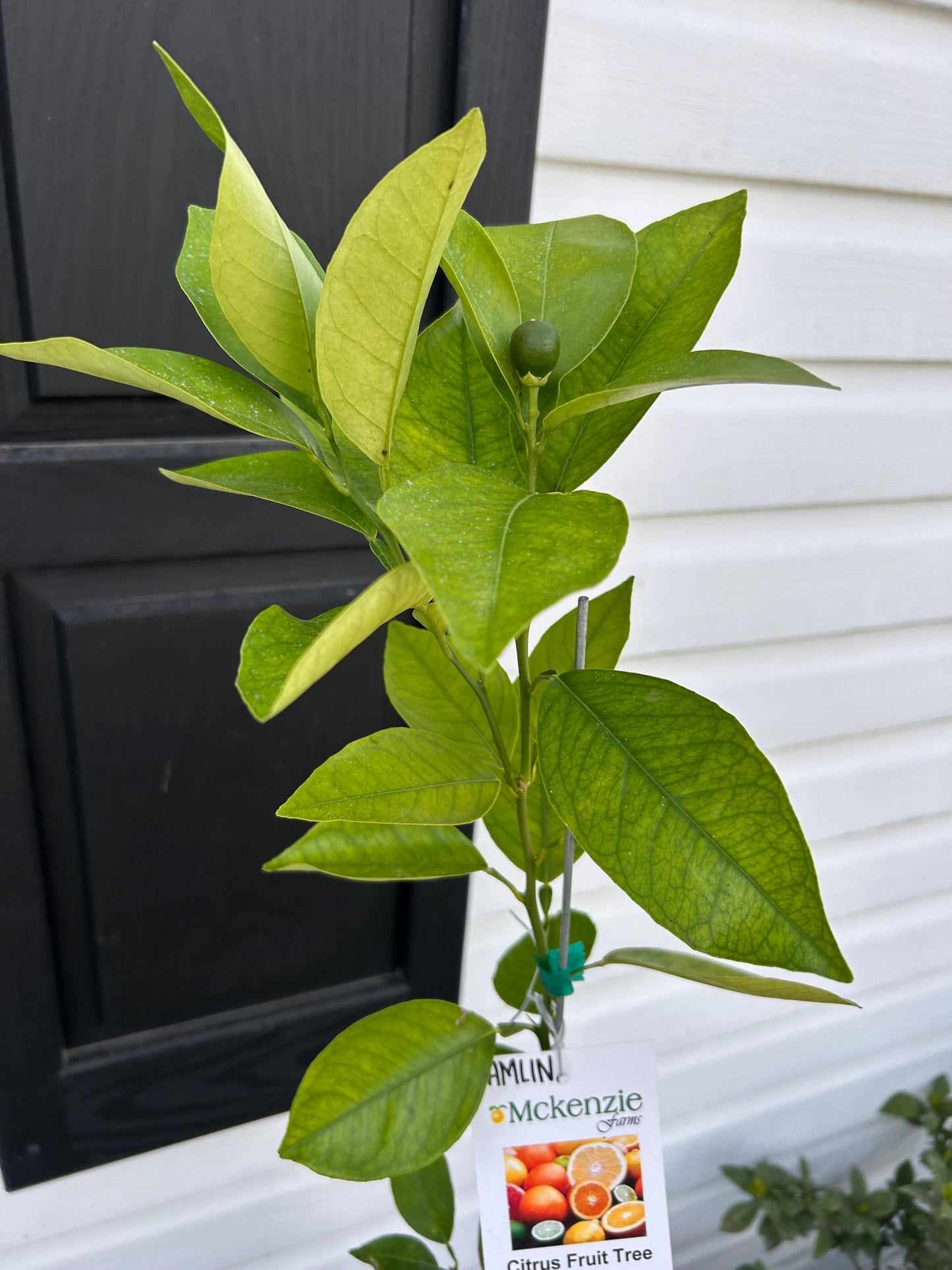 One Gallon Hamlin Orange