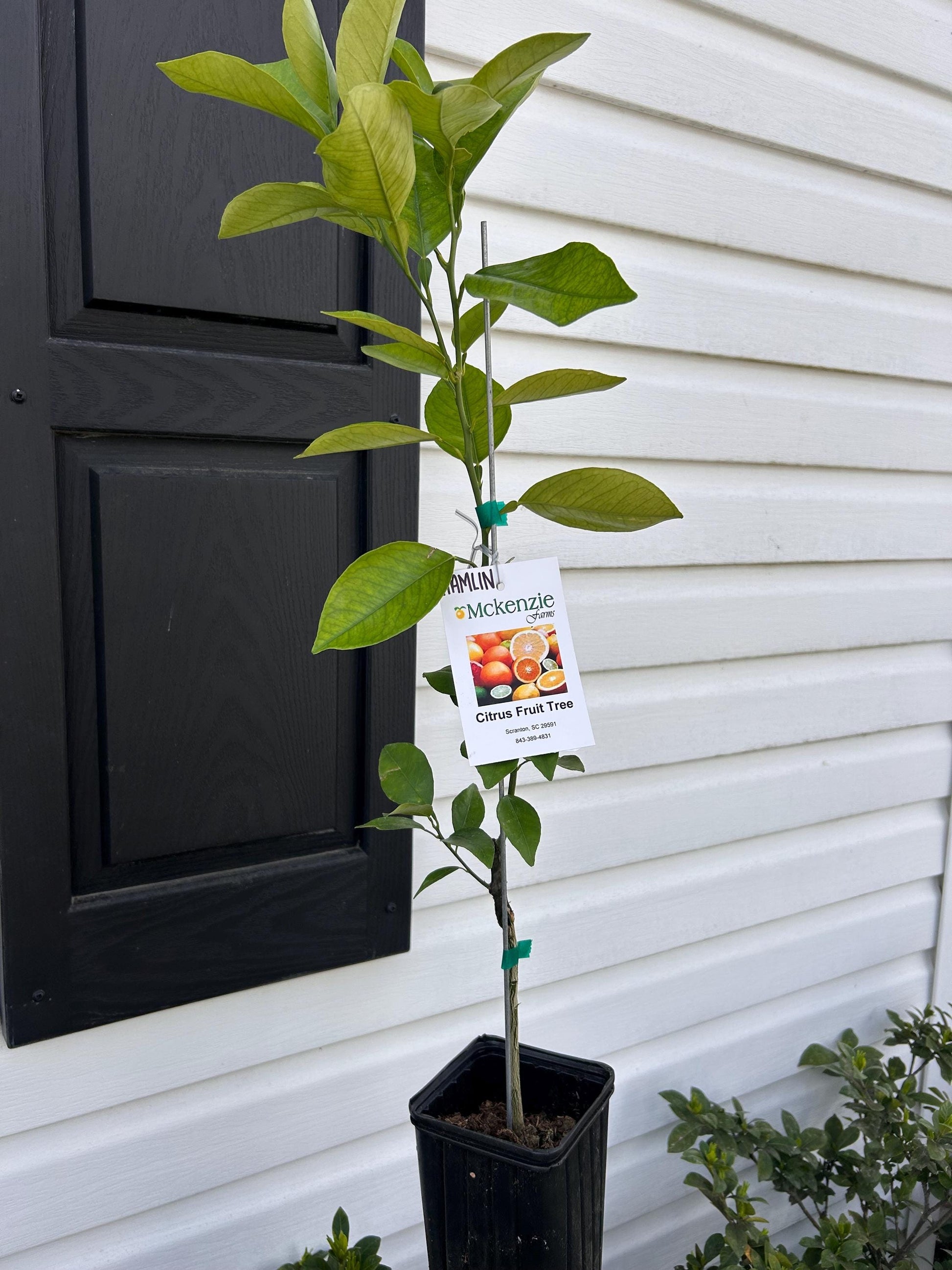 One Gallon Hamlin Orange