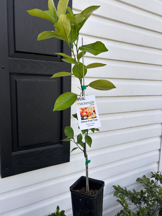One Gallon Hamlin Orange