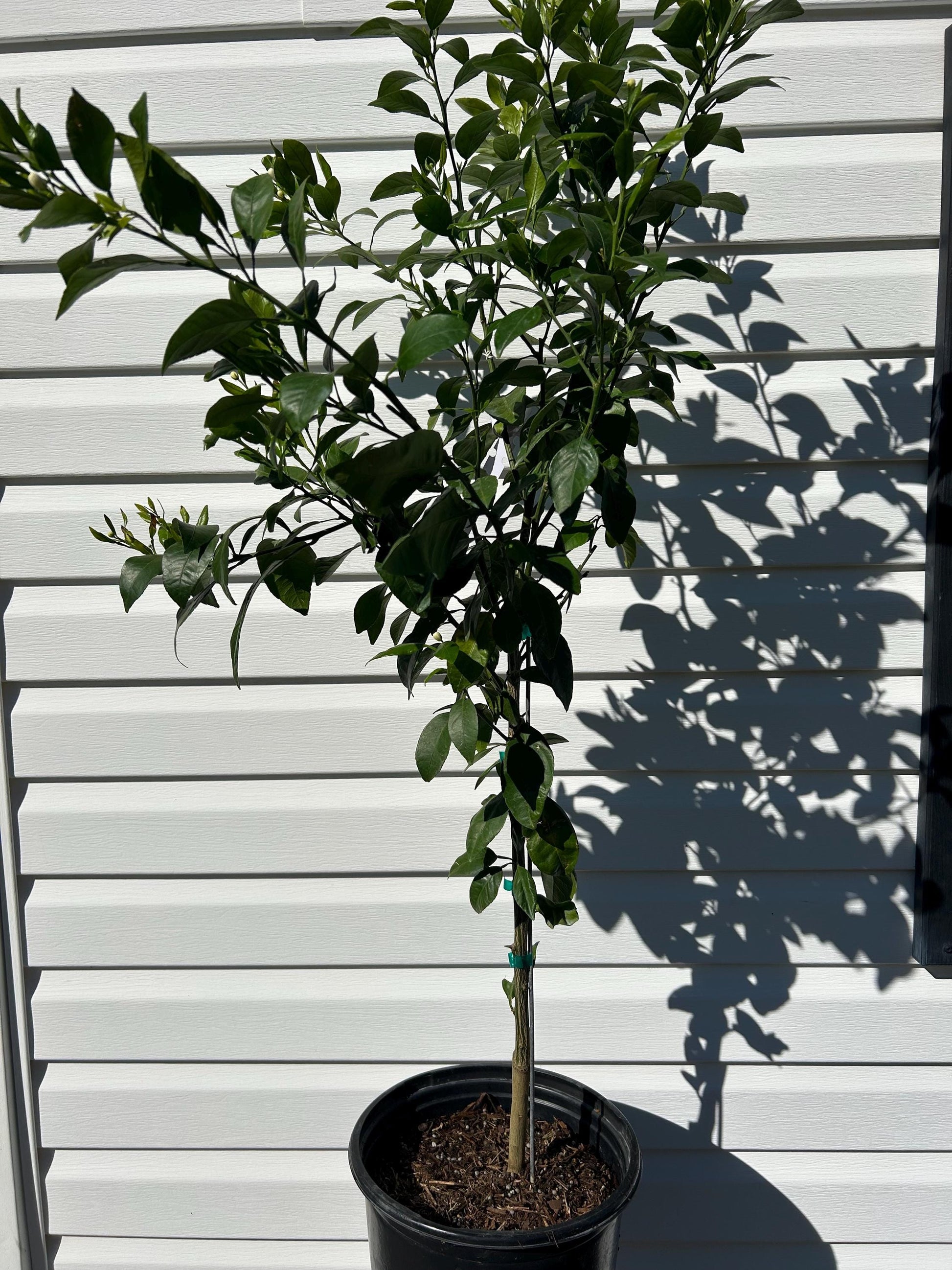 3 Gallon Sumo Orange(dekopon)(shiranui)