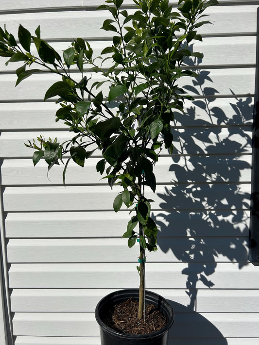 3 Gallon Sumo Orange(dekopon)(shiranui)