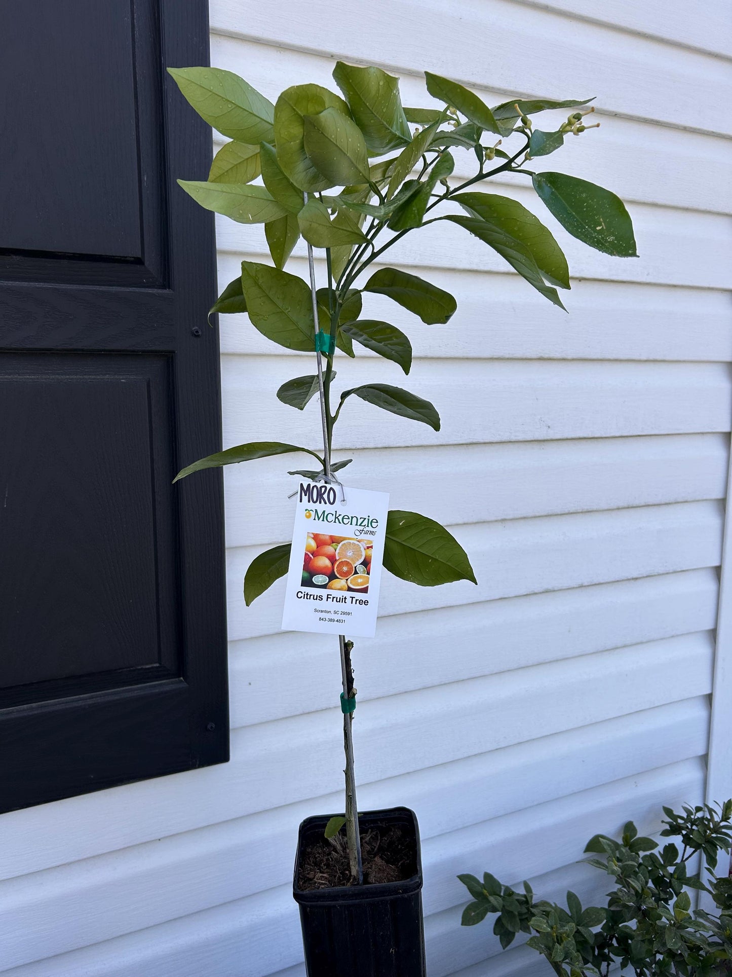 One Gallon Moro Blood Orange Tree