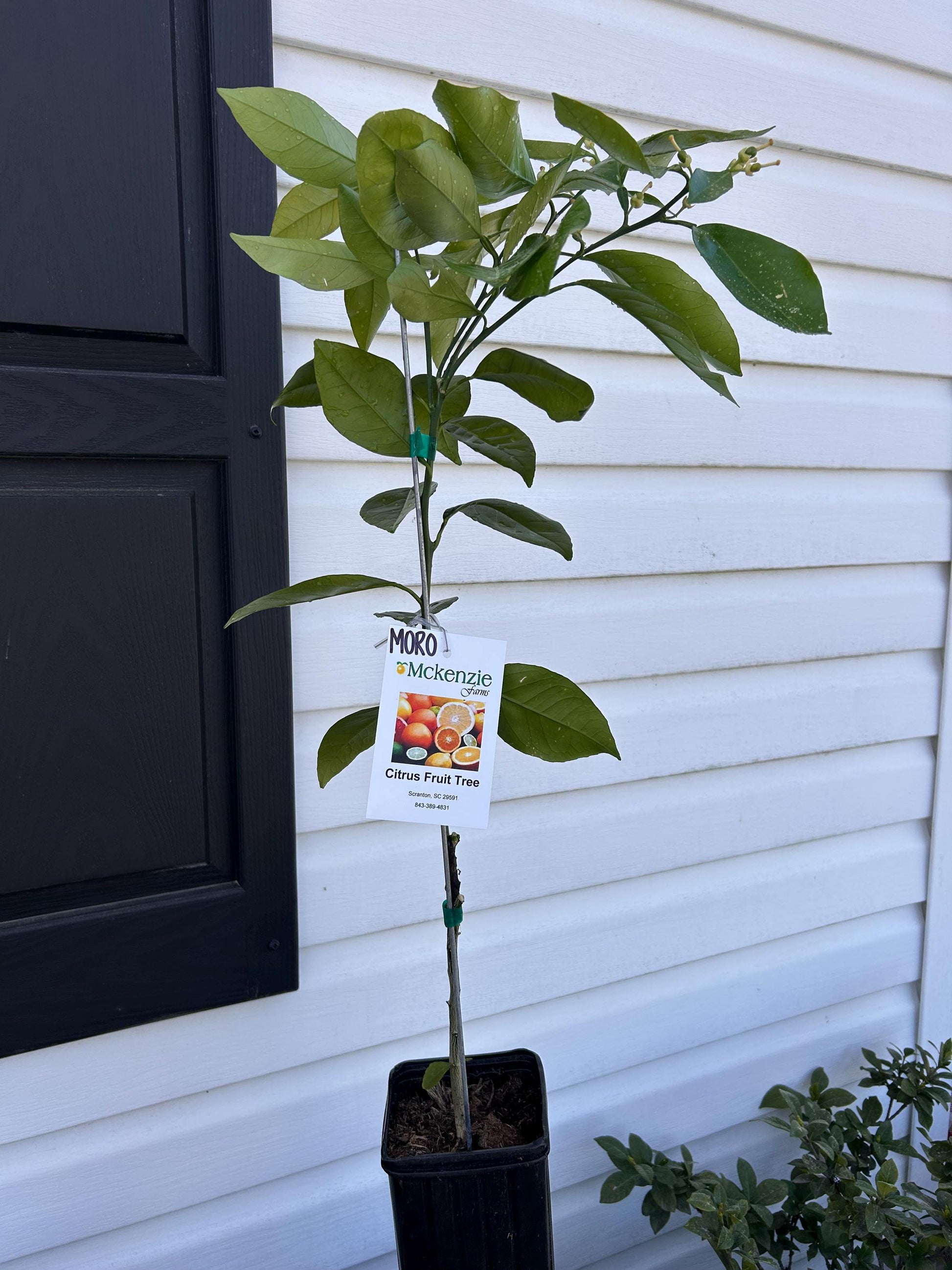 One Gallon Moro Blood Orange Tree