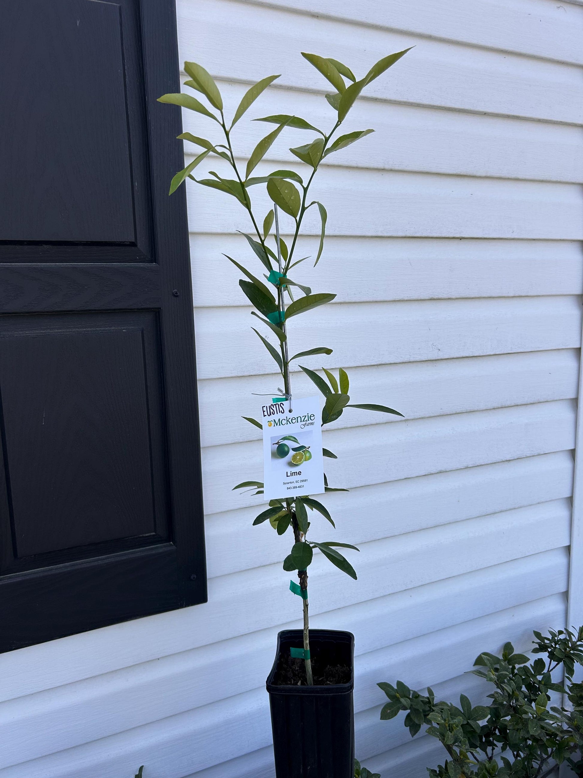 One Gallon Eustis Limequat